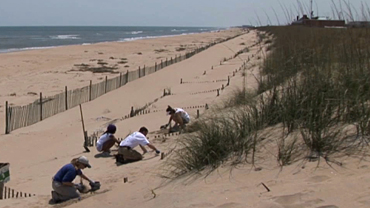 Dune Grass Planting