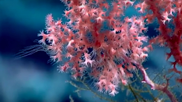 DEEP SEA CORALS; HAWAII (BONUS 2)