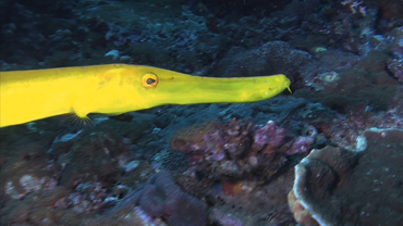 Weird Animals: BPainted Flutemouth Fish